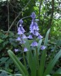 Hyacinthoides hispanica white.jpg